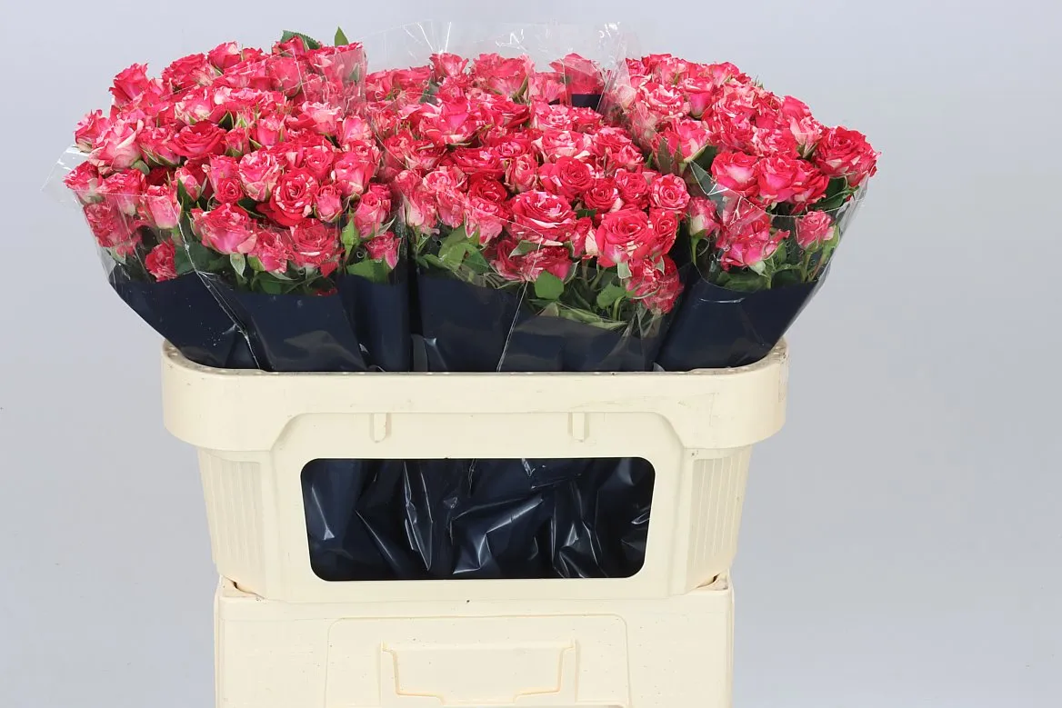 Rosa Tr Fireworks • 70 cm