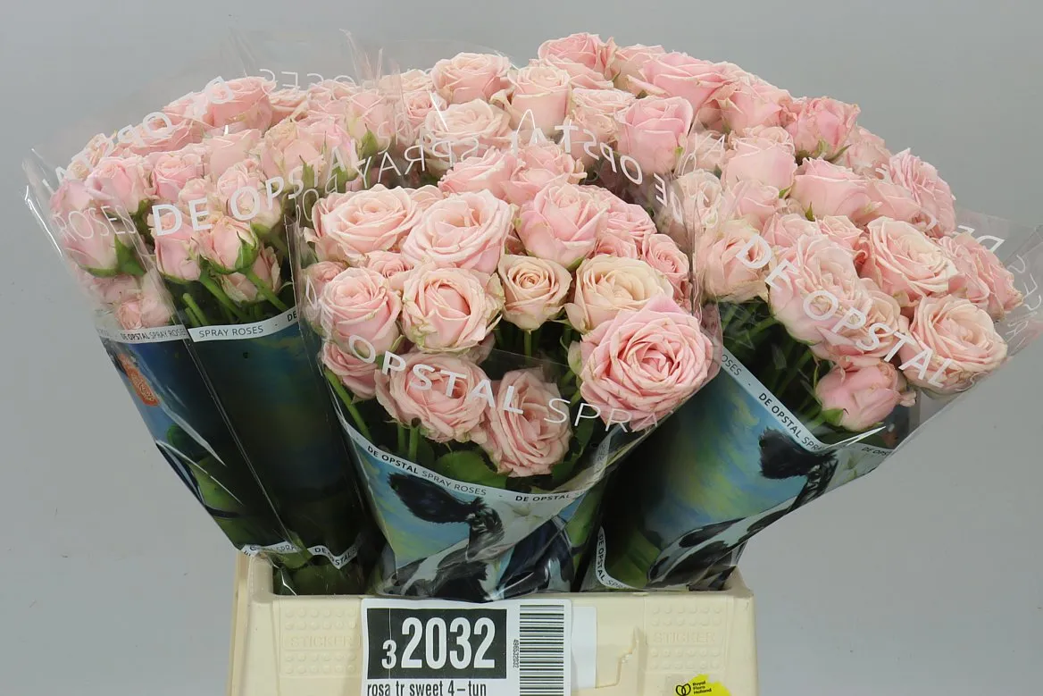 Rosa Tr Sweet 4-tune+ • 45 cm