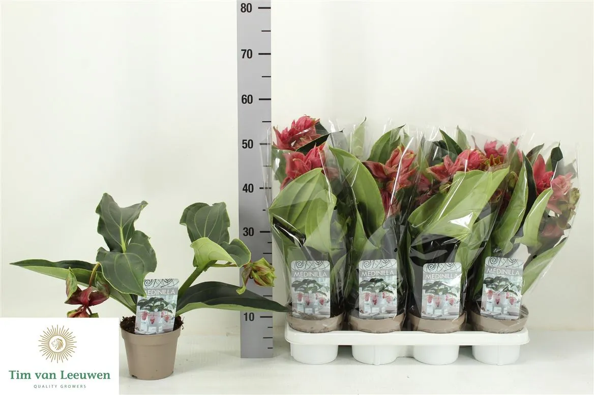 Medinilla Dolce Rossa 2+ • črepník 14 cm