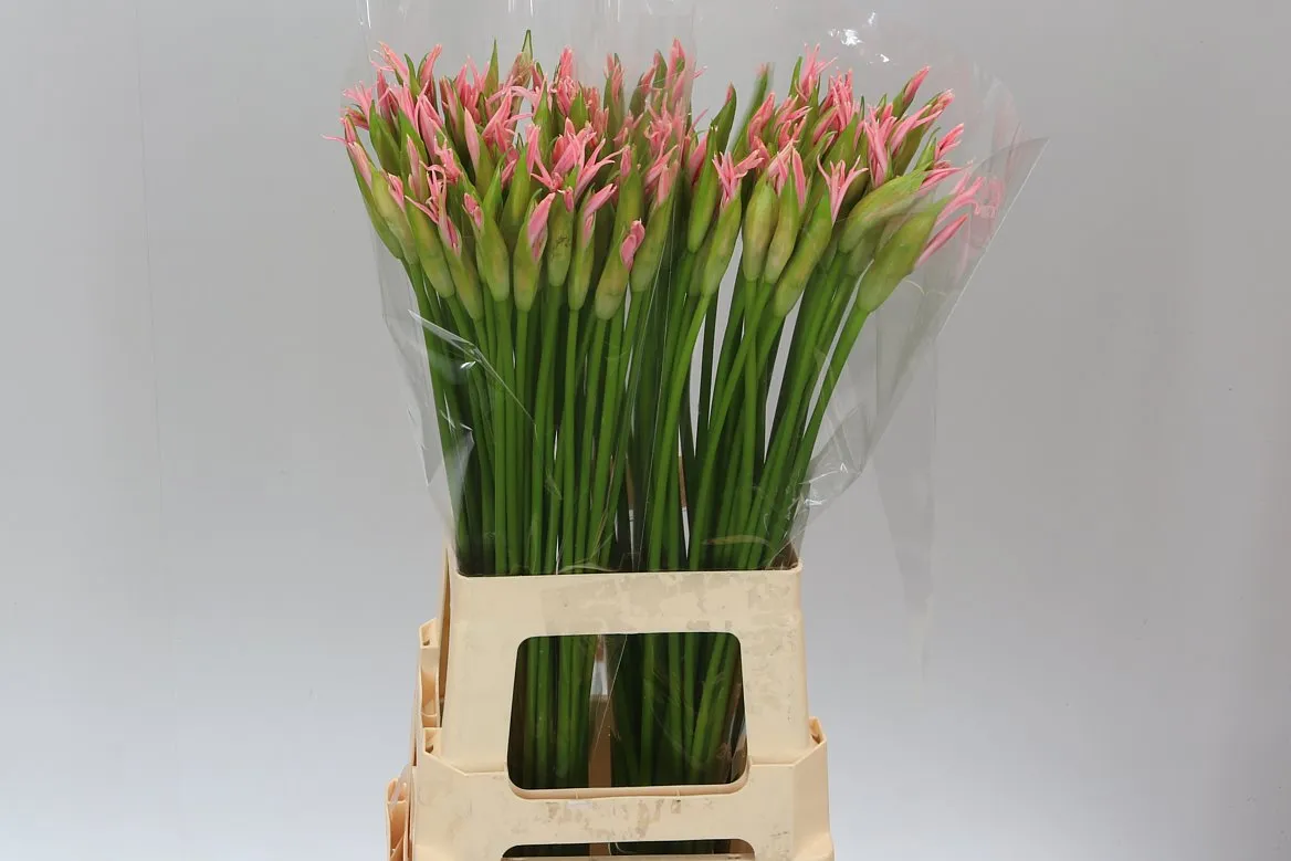 Nerine Pale Pink • 70 cm