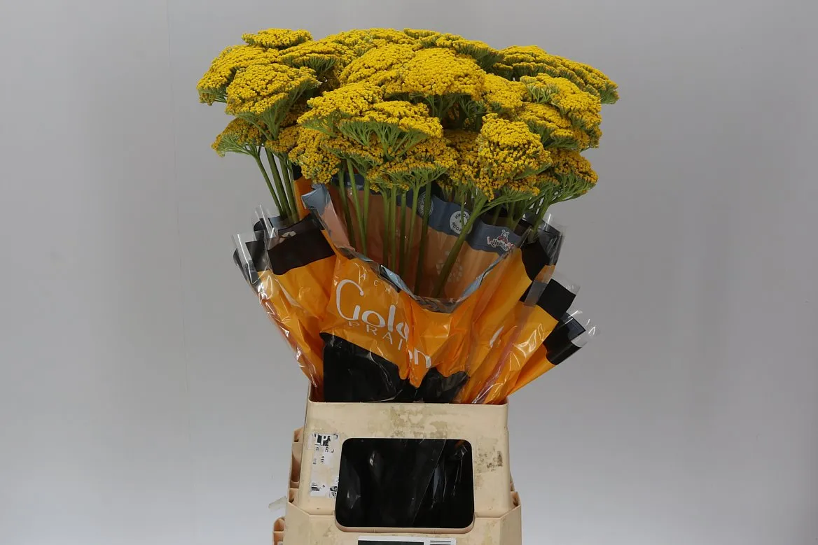 Achillea Parkers Variety • 70 cm
