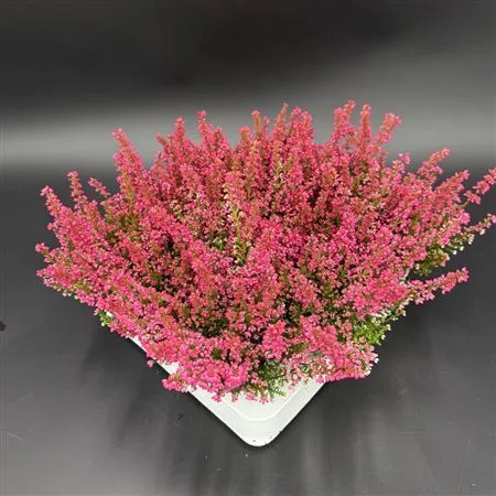 Erica Zo Beauty Queen Mini Rood • črepník 7 cm