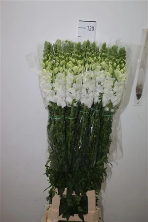 Papuľka - Fr. White • 120 cm
