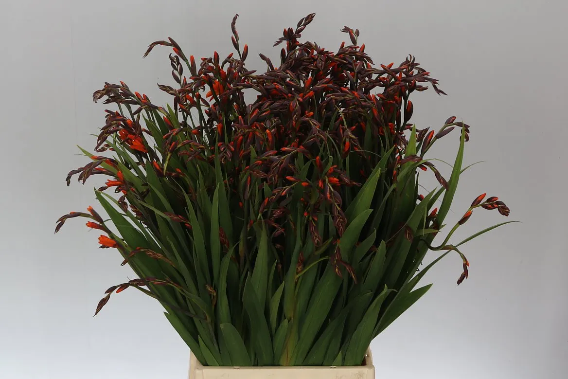 Crocosmia Emily Mckenzie A2 • 65 cm