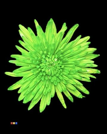 Chryzantéma veľkokvetá Topspin Green • 70 cm