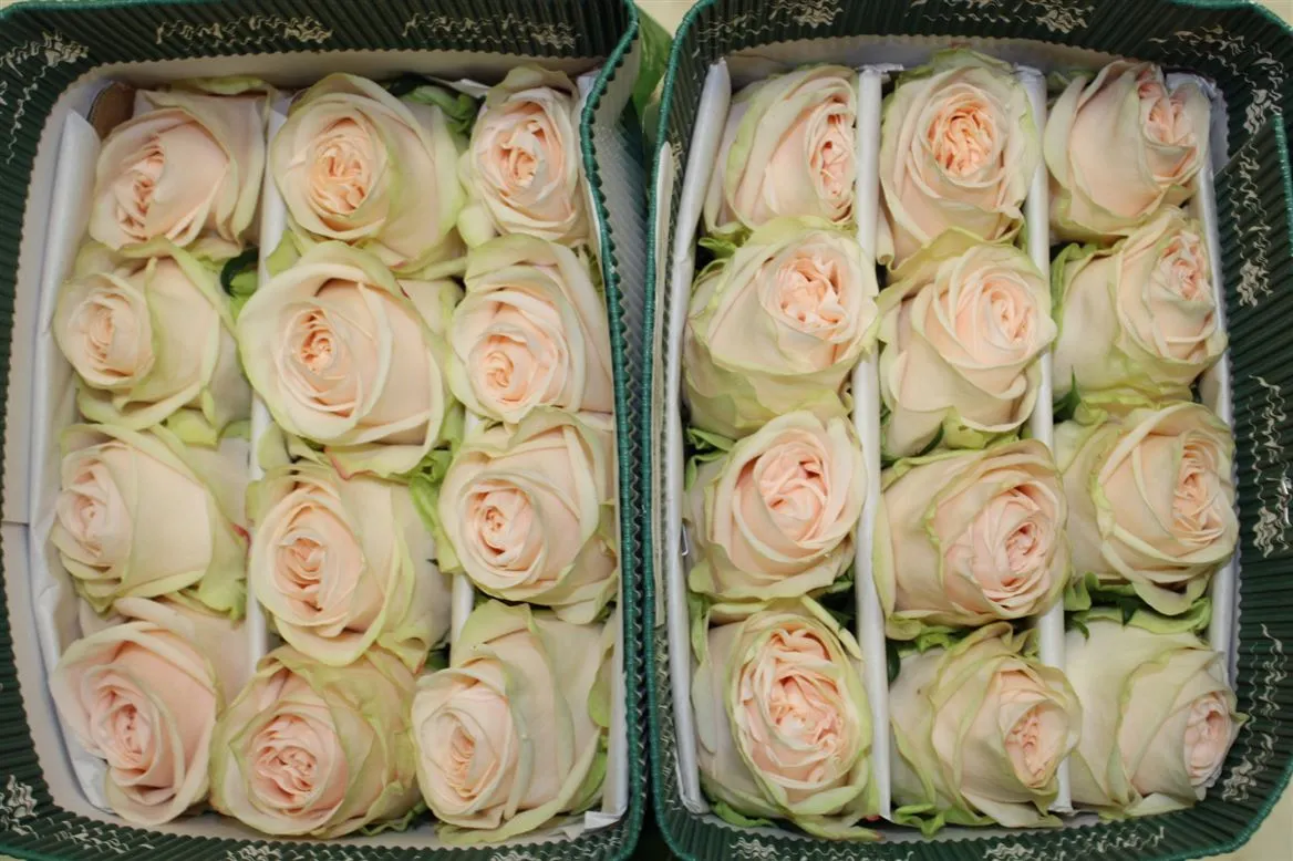 Rosa Gar Spirit • 50 cm