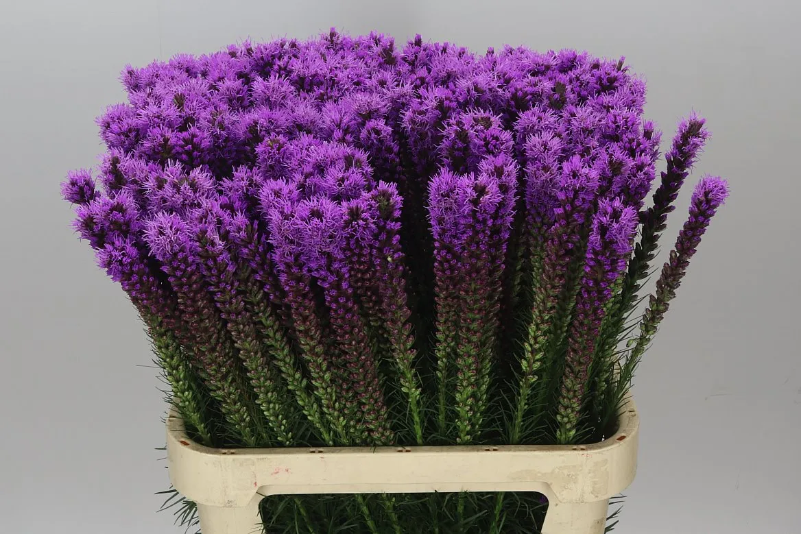 Liatris Callilepis • 80 cm