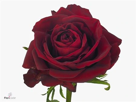 Ruža Ever Red • 40 cm