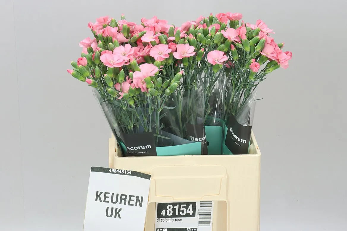 Di Solomio Rose • 60 cm