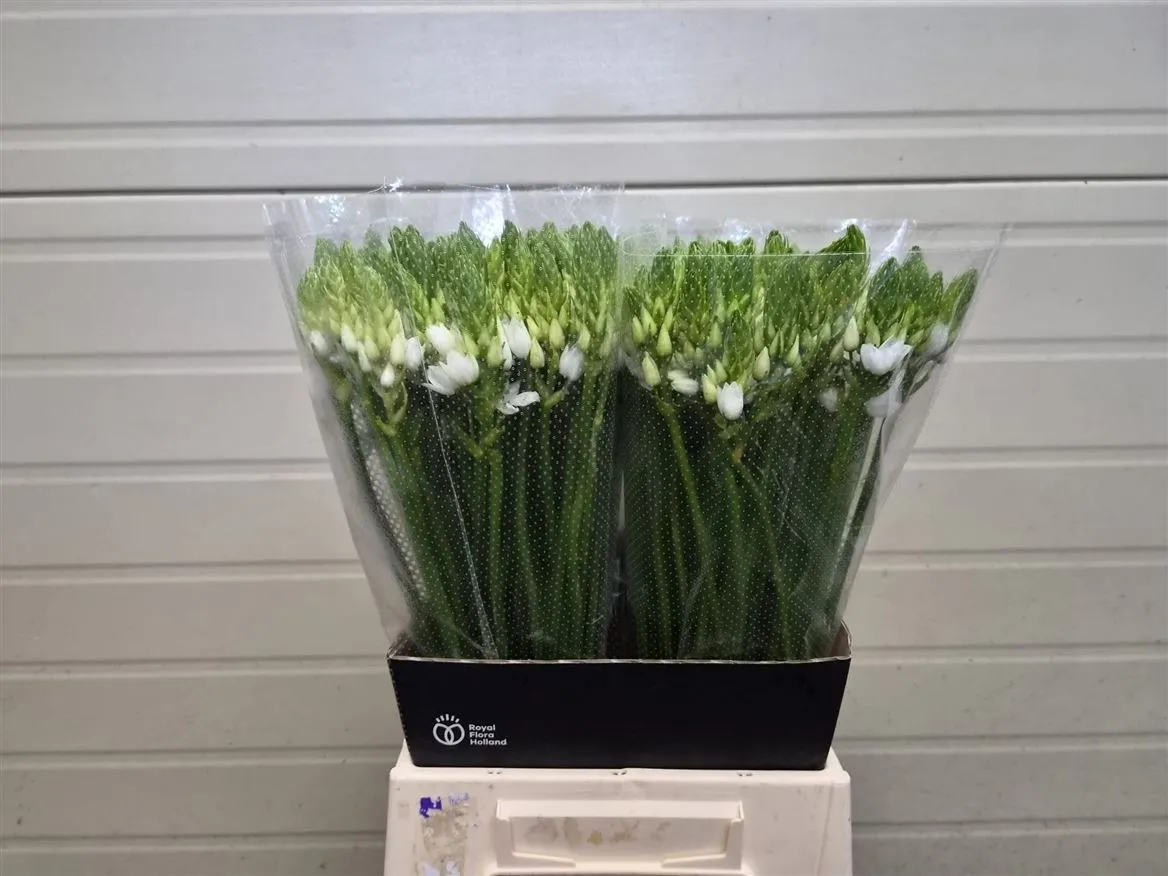 Ornithogalum Thyrsoides • 60 cm