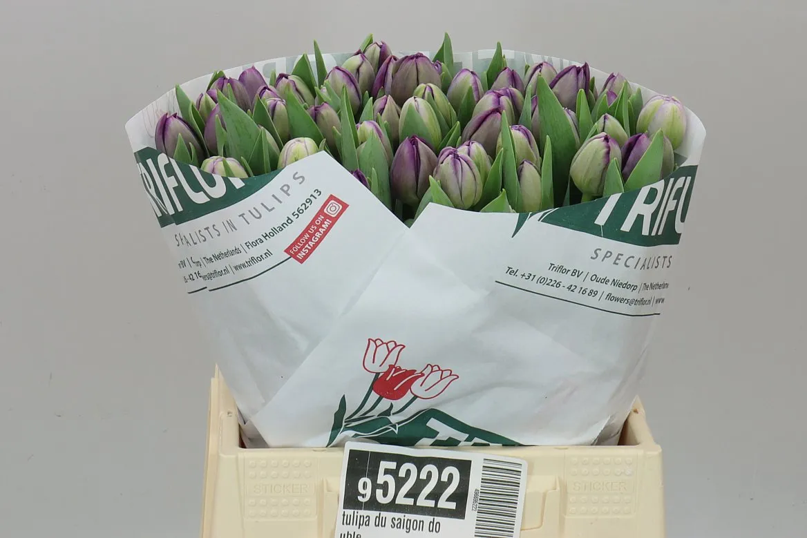 Tulipa Du Saigon Double • 41 cm