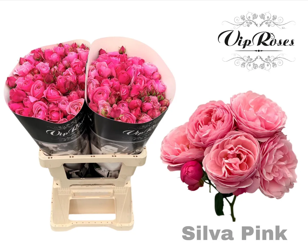 R Tr Silva Pink+ Vip • 60 cm