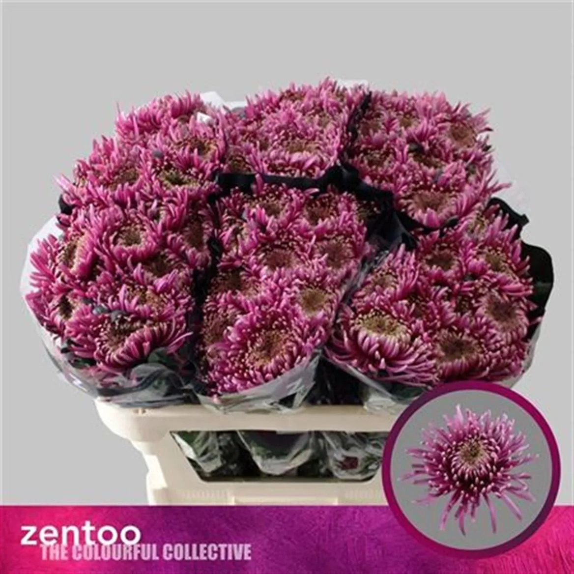 Chr G Baltazar Intense • 70 cm