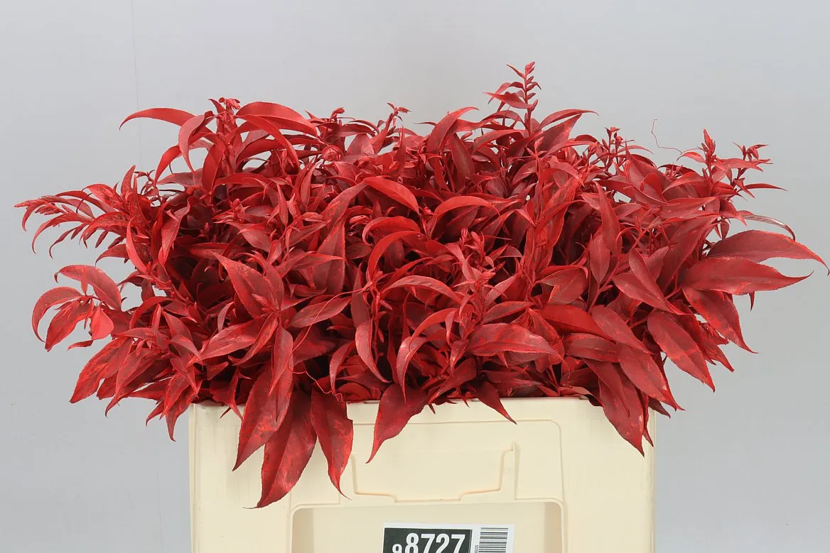 Andromea Red • 55 cm