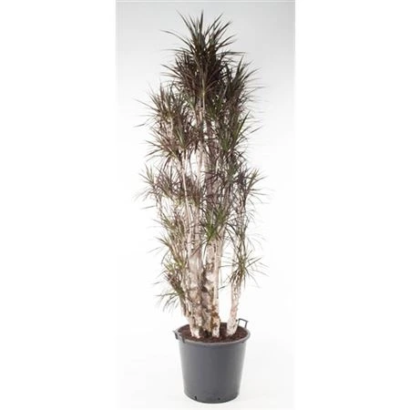 Dracéna Magenta rozvetvená P60 • črepník 60 cm
