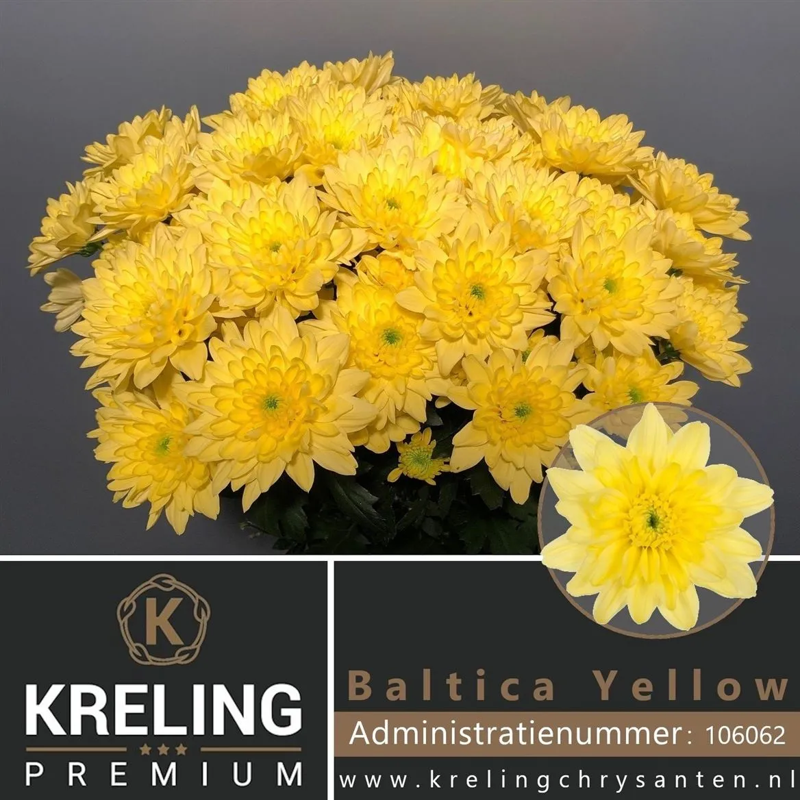 Chryzantéma trsová Baltica Yellow • 70 cm