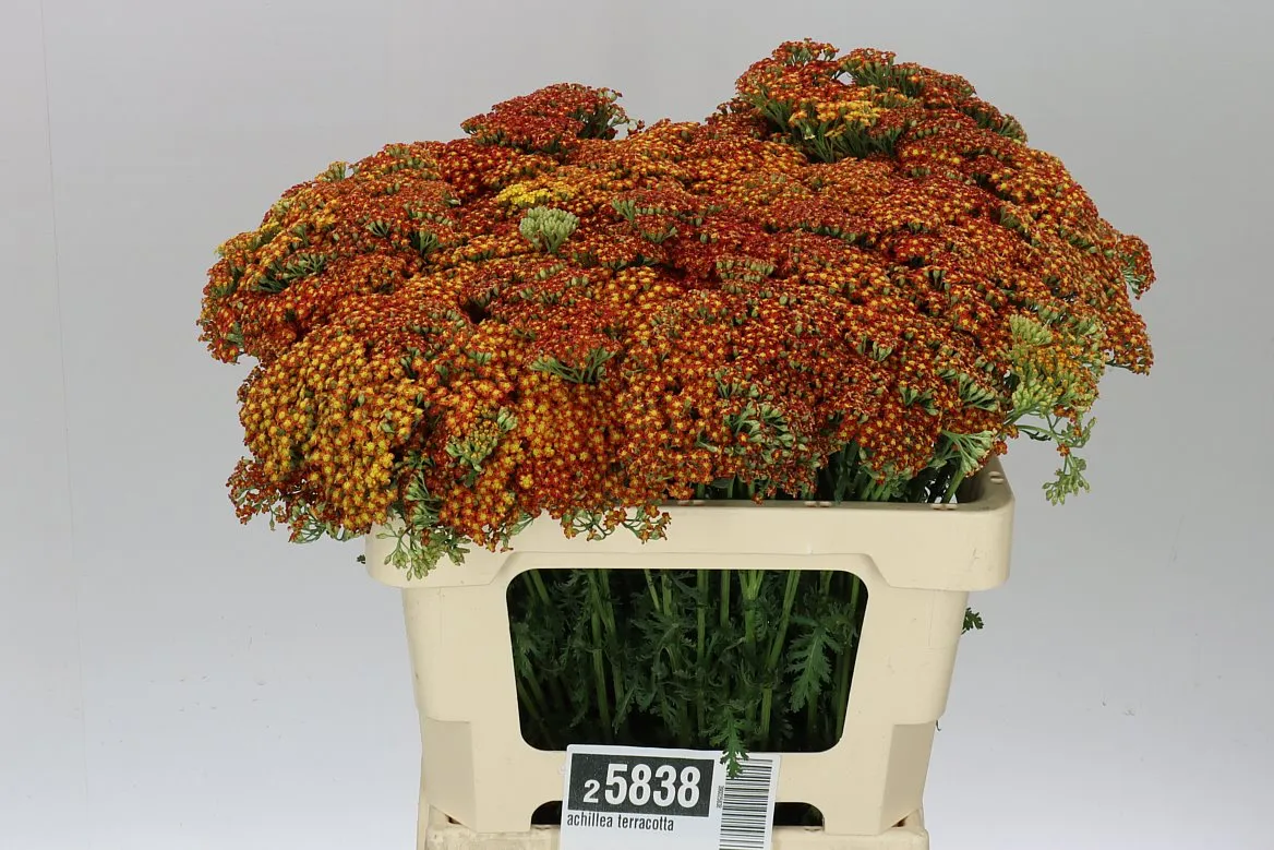 Achillea Terracotta • 55 cm