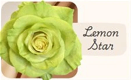 Ruža farbená Lemon Star, Ekvádor • 50 cm