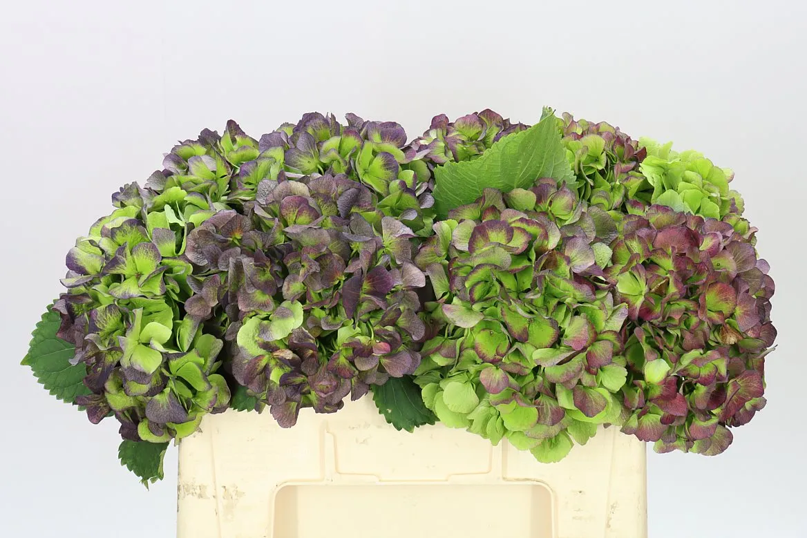 Hortenzia Verena Green Purple Classic • 50 cm