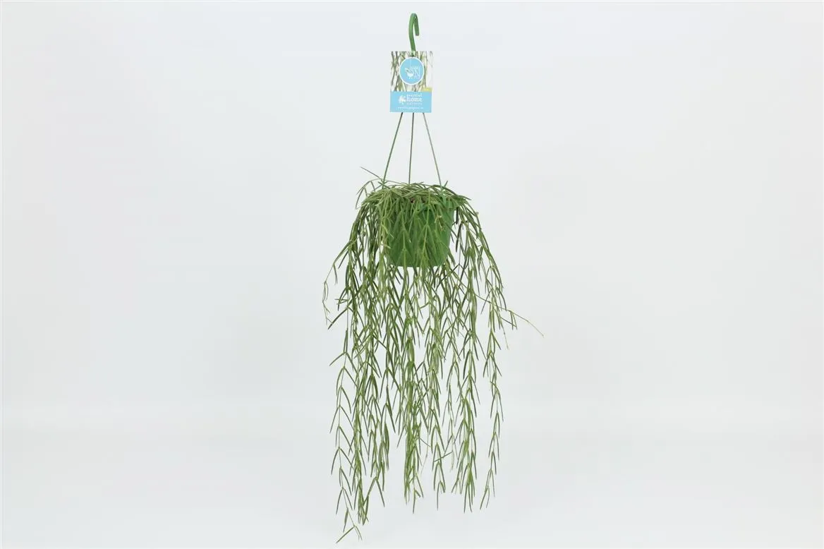 Hoya Linearis Hang • črepník 14 cm