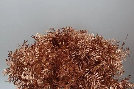 Pistácia Short Copper • 50 cm