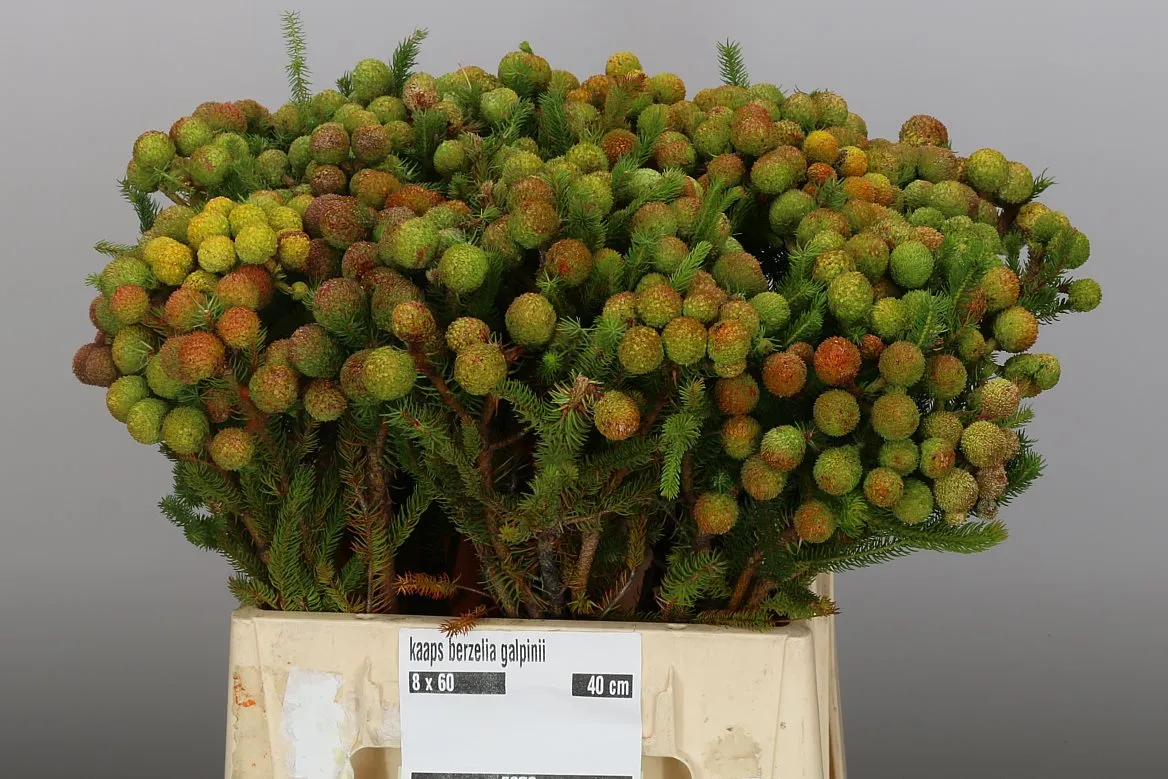 Kaaps Berzelia Galpinii • 40 cm
