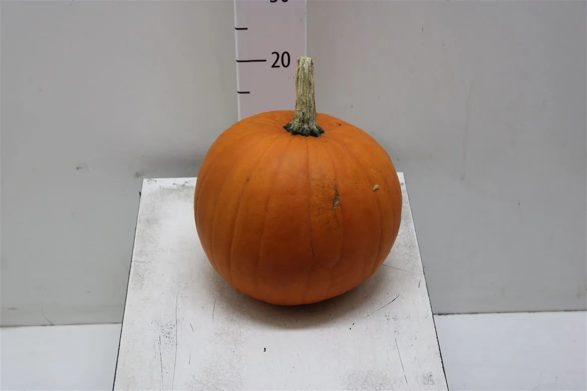 Cuc M Maxima Halloween