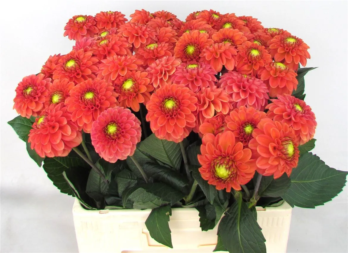 Georgína Bright Orange • 55 cm