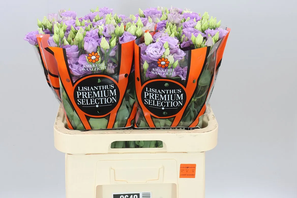 Eustóma plnokvetá Corelli Lavendel X50 • 70 cm