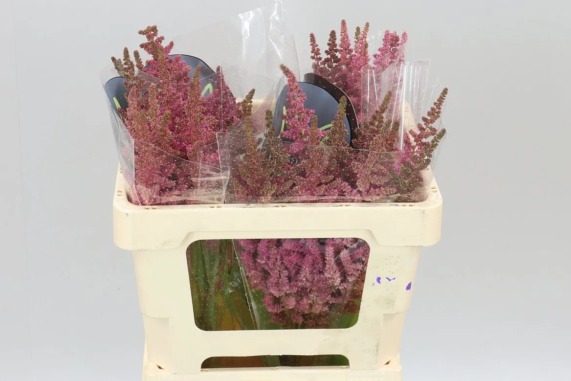 Astilbe Vision Pink • 55 cm
