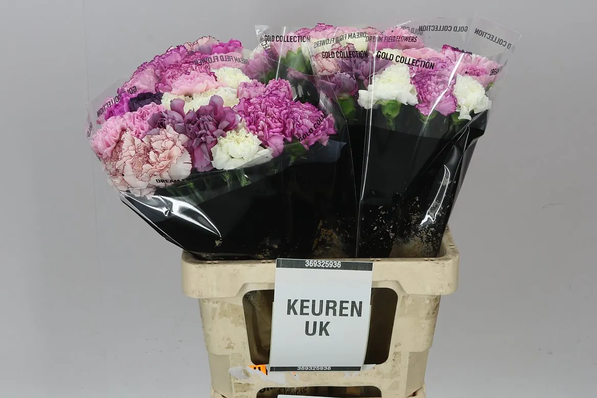 Karafiát mix Lavender • 65 cm