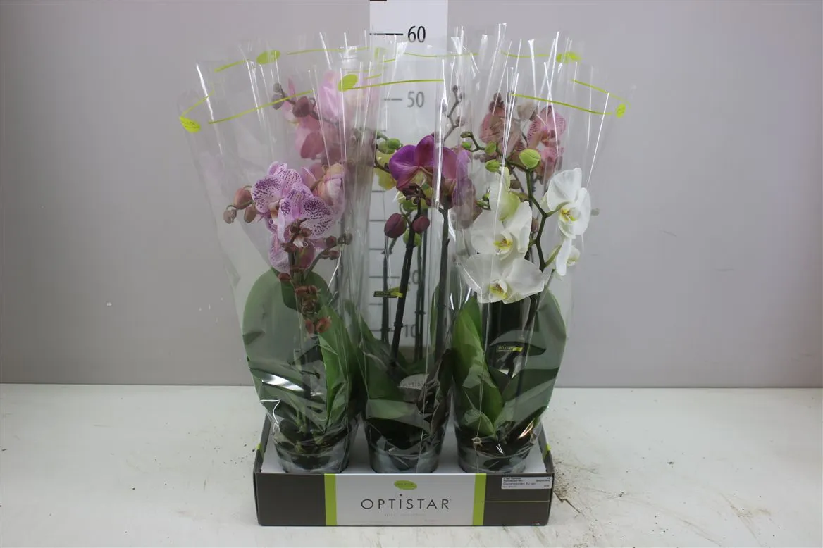 Orchidea Phalaenopsis mix Ex, 2 výhony • črepník 12 cm