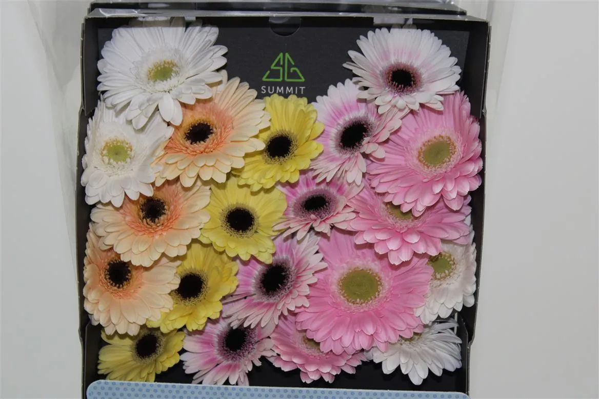 Germ D Mixed Pastel • 55 cm