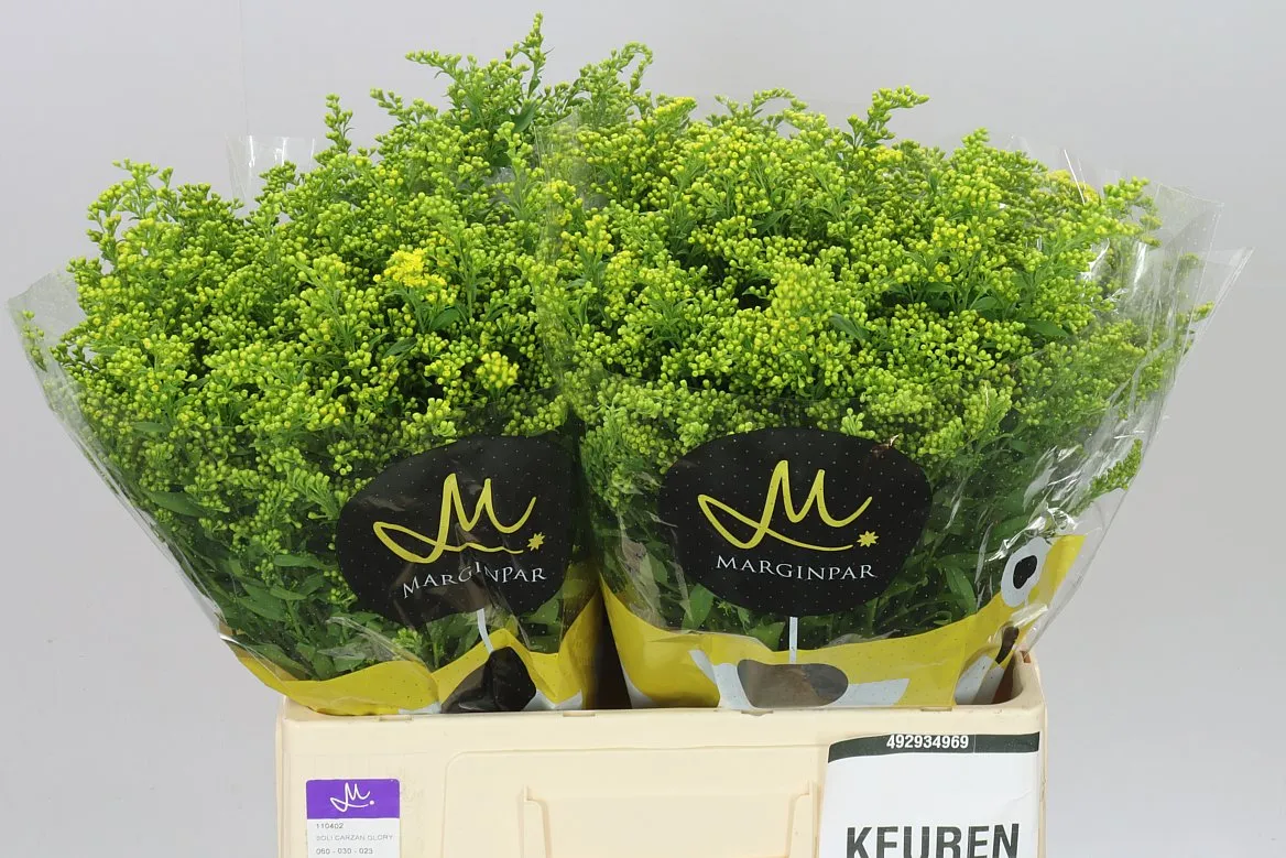 Solidago Golden Glory • 60 cm