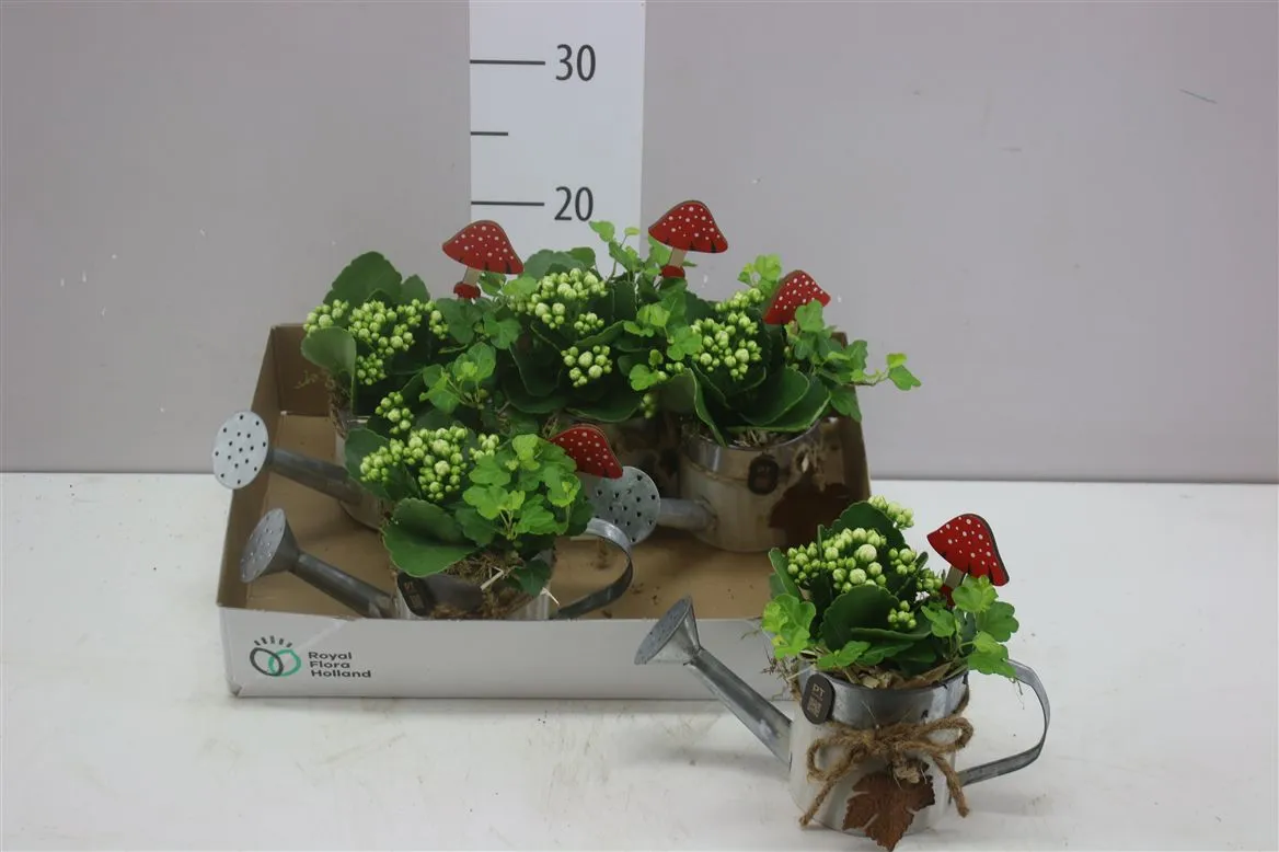 Arr Kamerpl In Zinken Gieter • črepník 23 cm