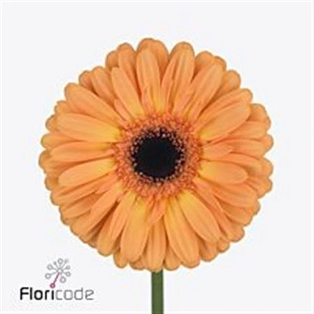 Gerbera Jetset • 45 cm
