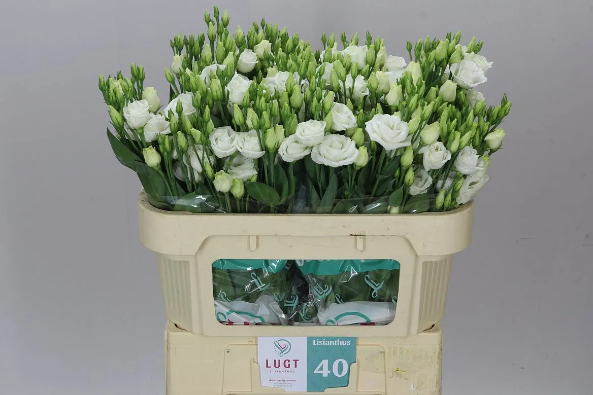 Eustóma plnokvetá Rosita White • 70 cm