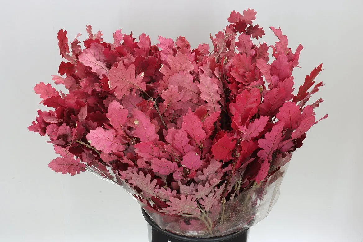 Stabilizovaný dub, fuksiový • 60 cm