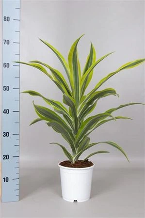 Dracéna Lemon Lime Kopstek • črepník 17 cm