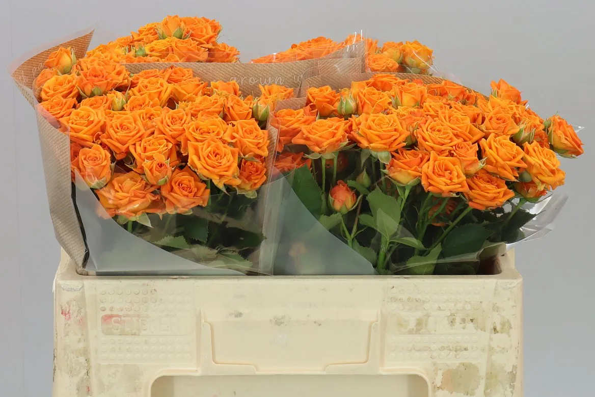 Rosa Tr Orange Queen • 50 cm