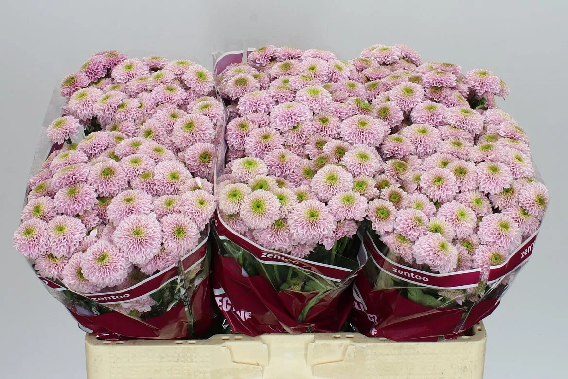 Chryzantéma santini Doria Pink • 55 cm