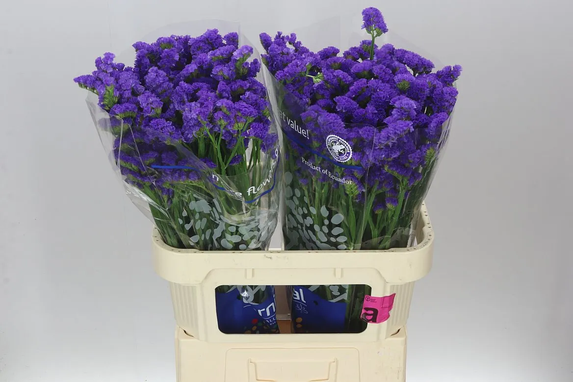 Lim. S Cry Dark Blue • 80 cm