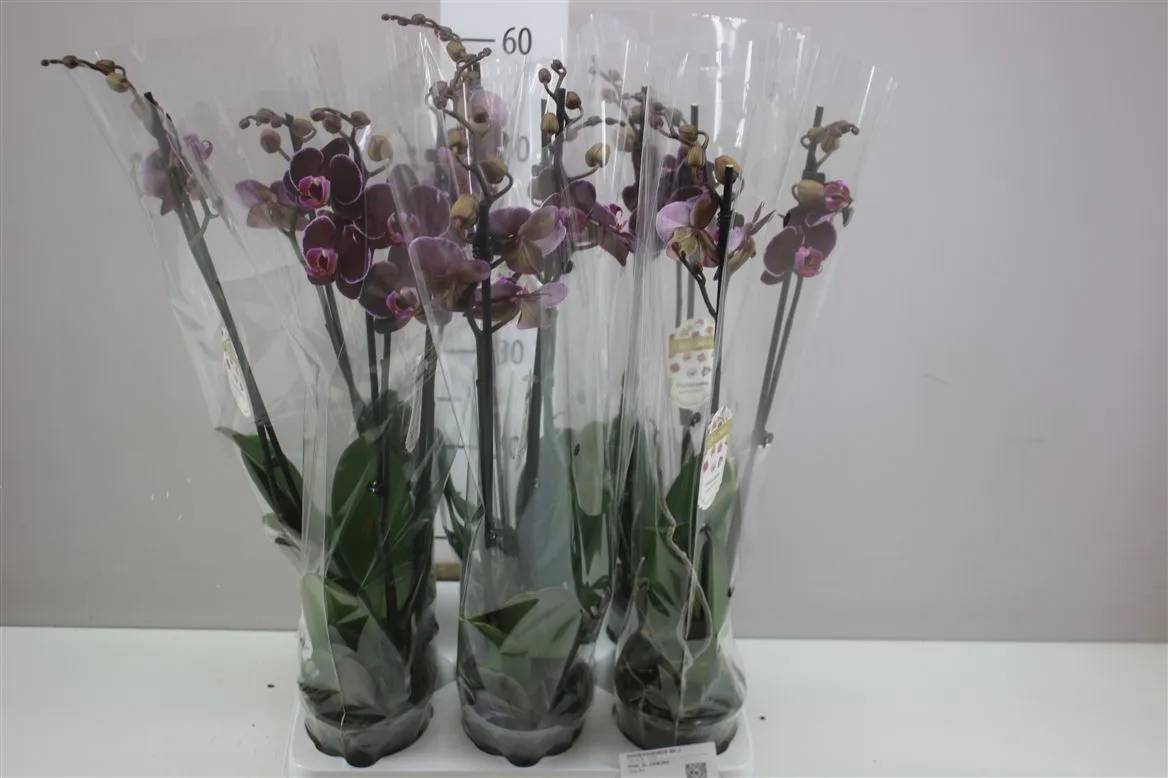 Orchidea Phalaenopsis Debora, 2 výhony • črepník 12 cm