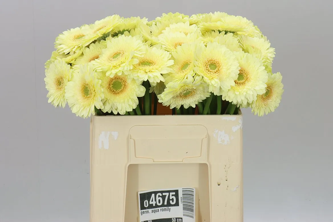 Germini Aqua Romily • 50 cm