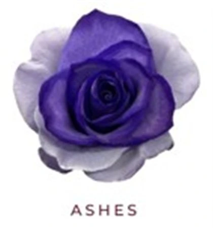 Ruža farbená Ashes, Ekvádor • 50 cm