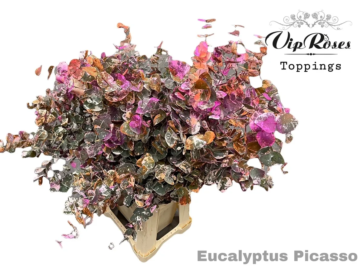Eukalyptus Cinerea Picasso 200gr • 70 cm