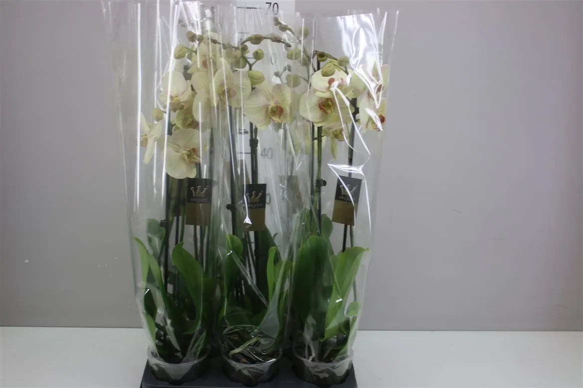 Phal Lemion 2 Tak • črepník 12 cm
