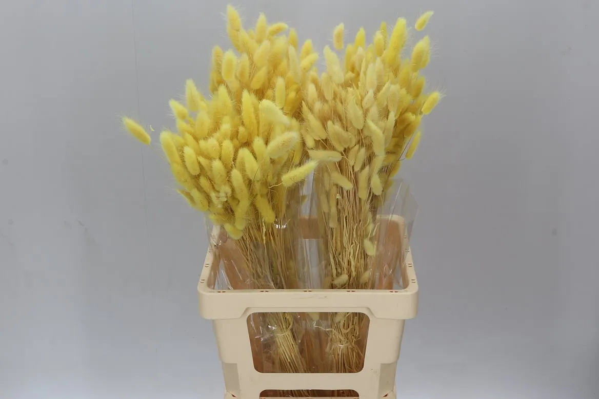 Lagurus Yellow, sušené • 65 cm