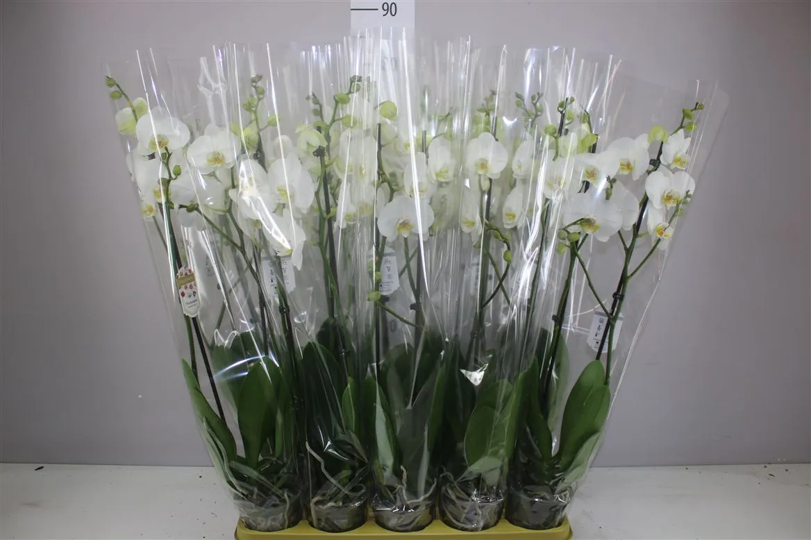 Phal Wit 2 Tak 16+ • črepník 12 cm