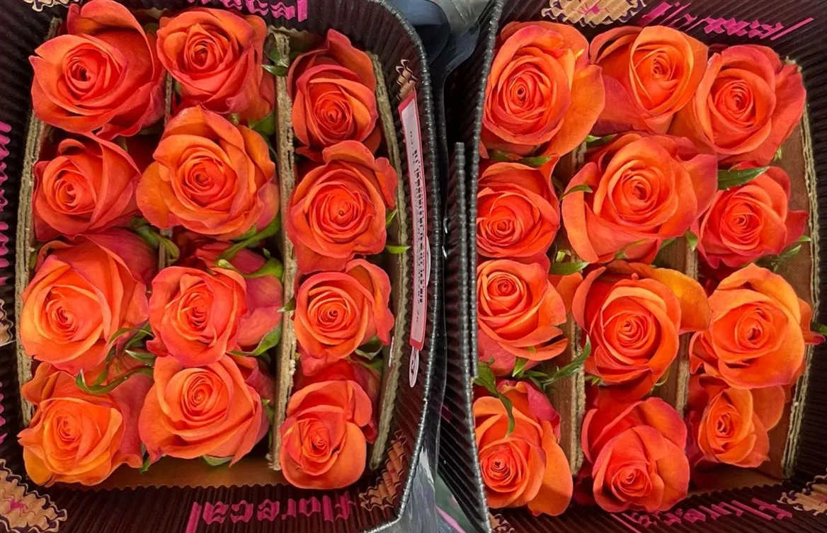 Rosa Gr Ec Joy • 40 cm
